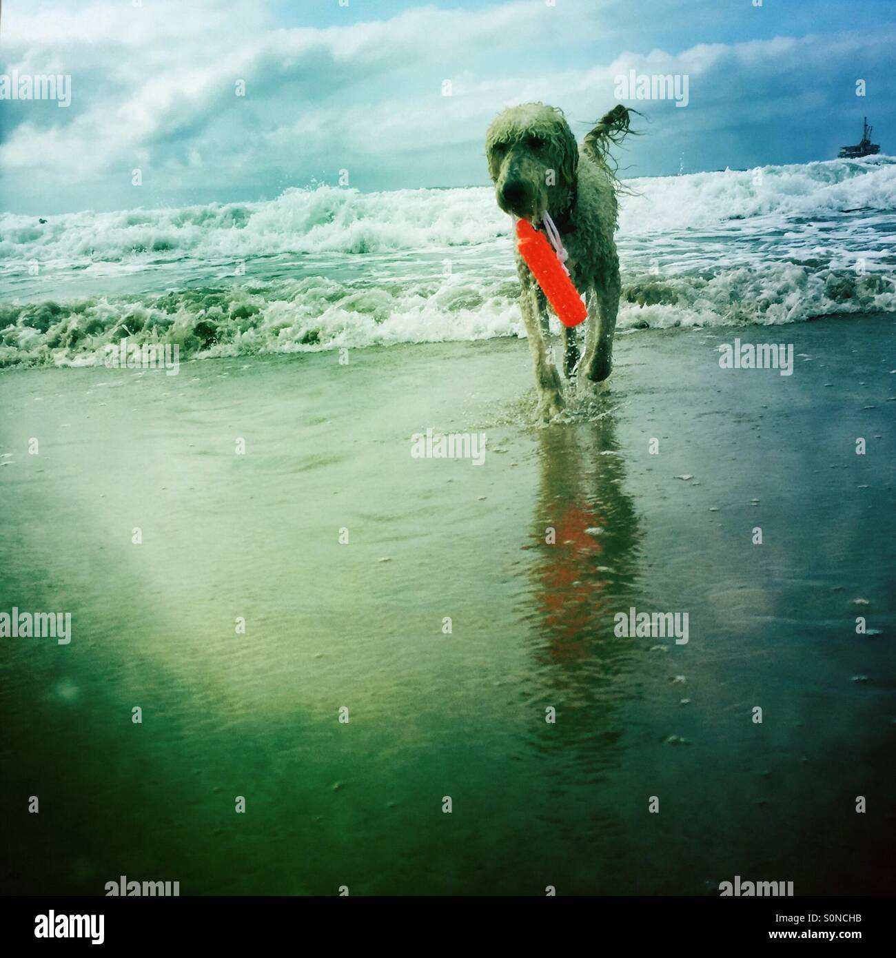 A white labrodoodle caries an orange toy at the beach. - Smartphone Captured Stock Image