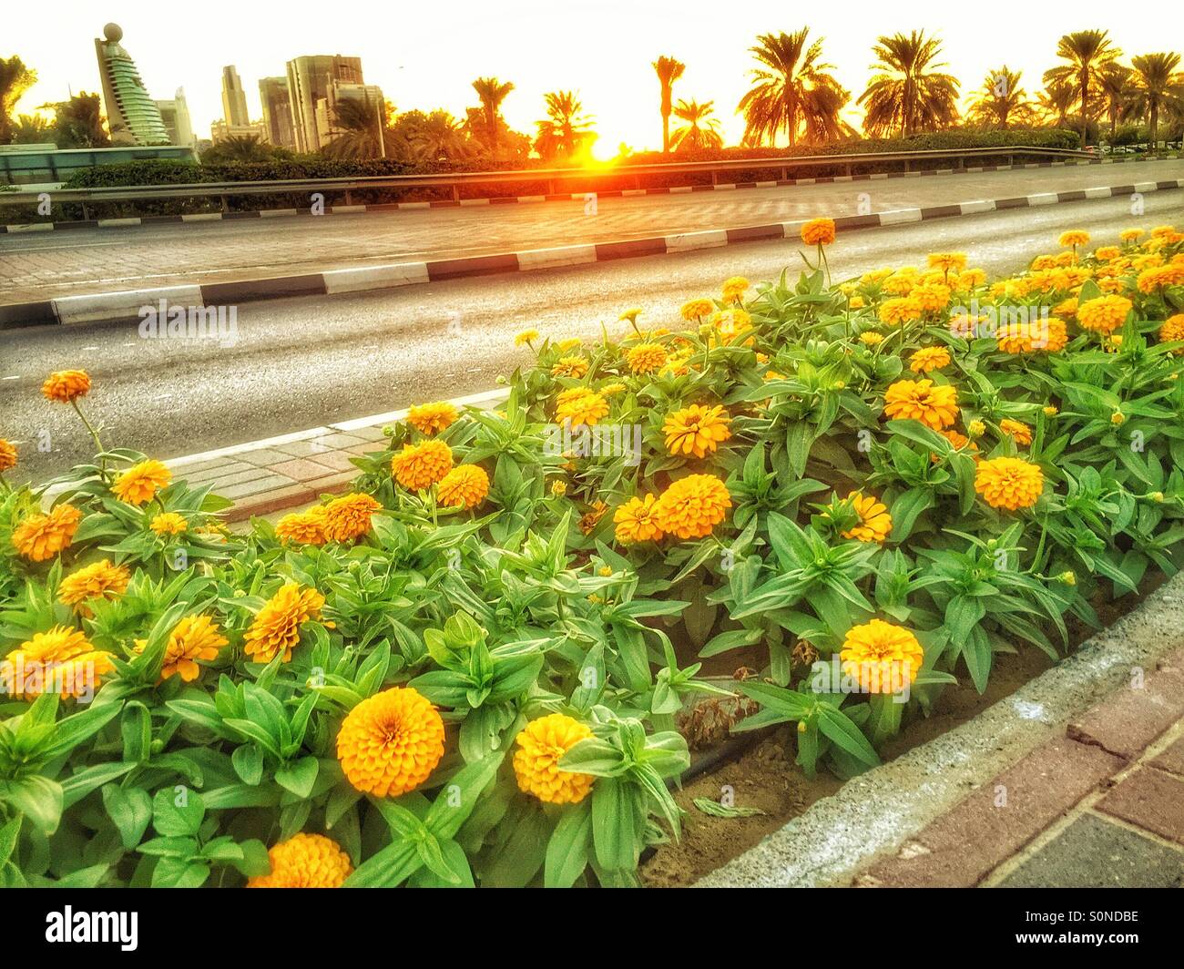 Yellow marigolds lined up the street Stock Photo