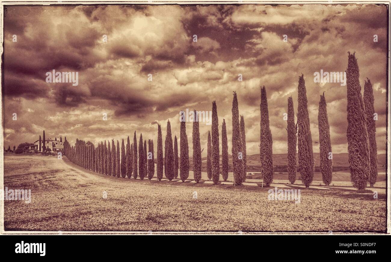 A long avenue of Cypress Trees line the track up to a Tuscan Farmhouse near Castiglione d'Orcia & Bagno Vignoni in the Val d'Orcia, Tuscany, Italy. A Vintage effect. Photo Credit - © COLIN HOSKINS. - Smartphone Captured Stock Image