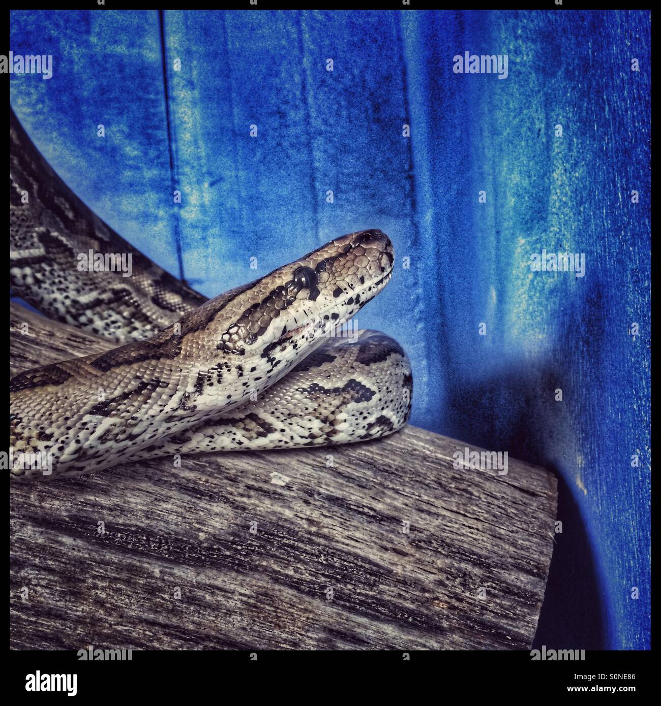 Snake in glass enclosure.( African rock python, Python sebae Stock ...