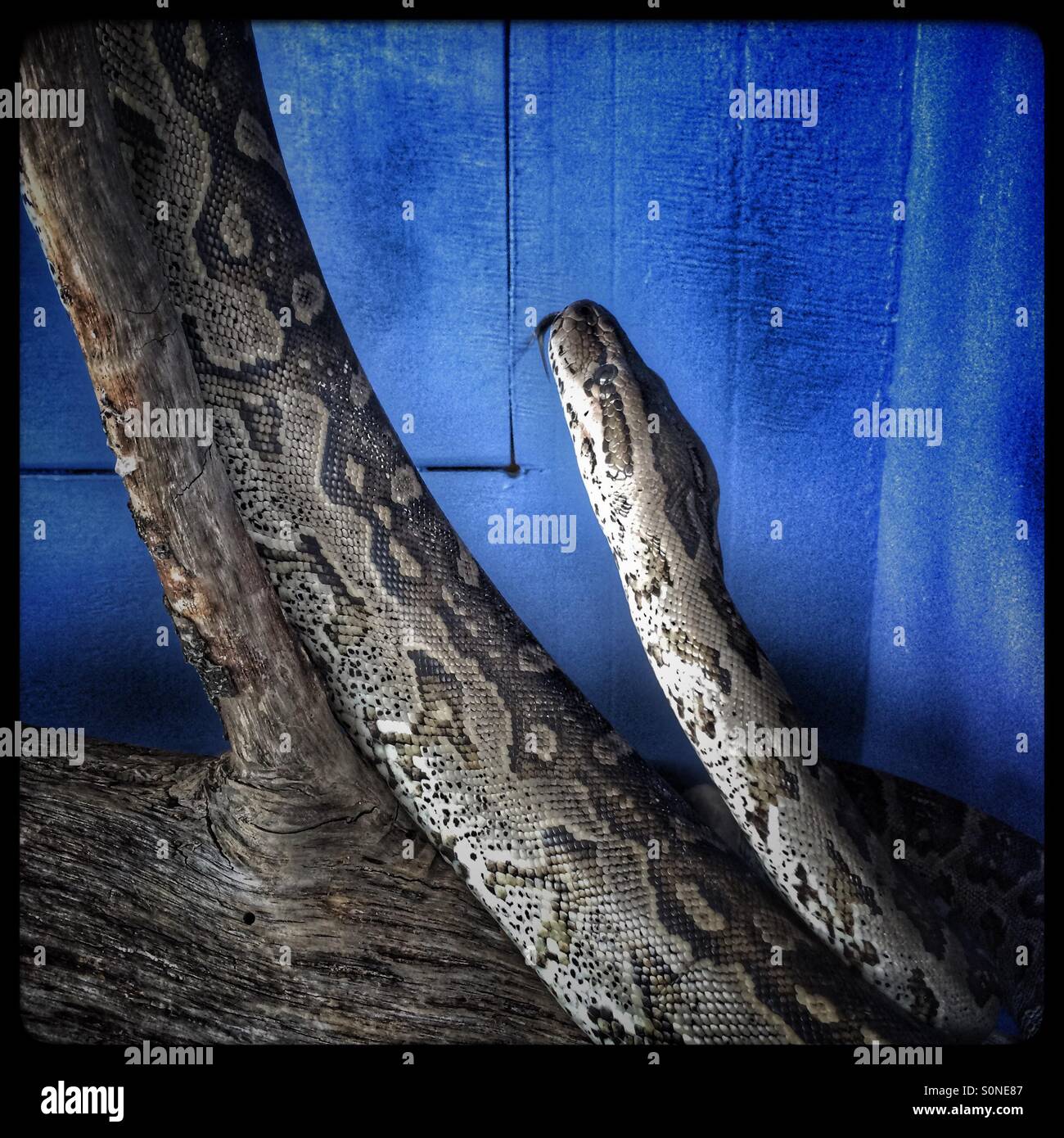 Snake in glass enclosure. (African rock python, Python sebae) Stock Photo