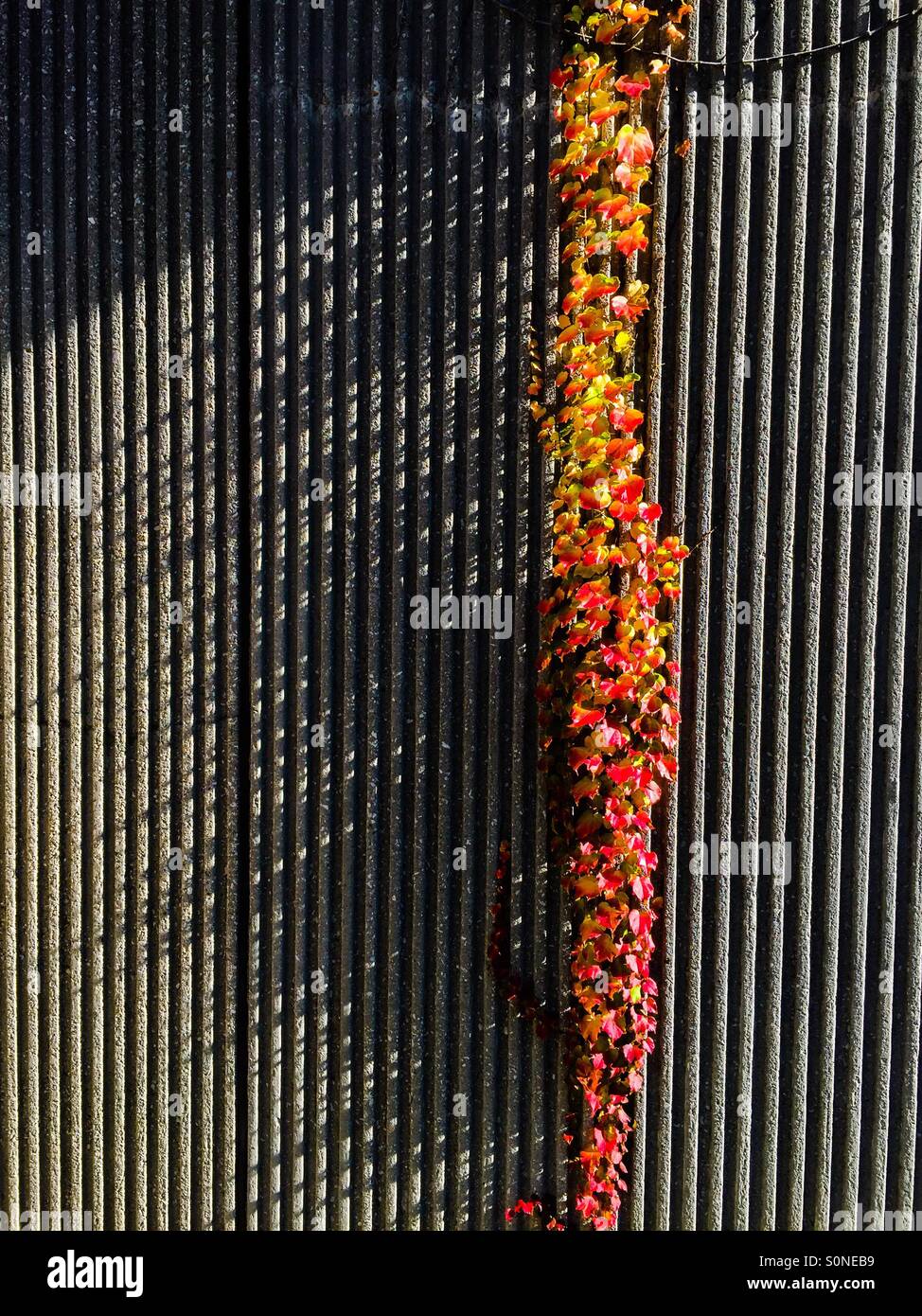 Autumn lines. A vine with leaves turned orange and yellow cascades down a ribbed concrete wall, Ontario, Canada. - Smartphone Captured Stock Image