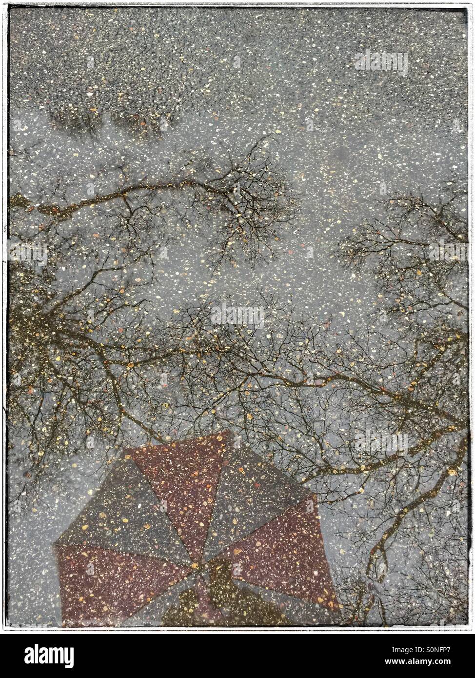 Reflections in a puddle on an asphalt driveway. Trees look like they have leaves on them from the pebbles in the asphalt. Stock Photo