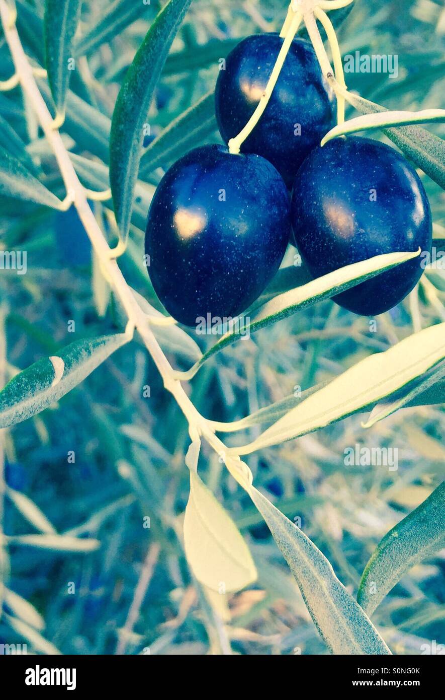Olives on a tree bathing in the hot European sun. Stock Photo