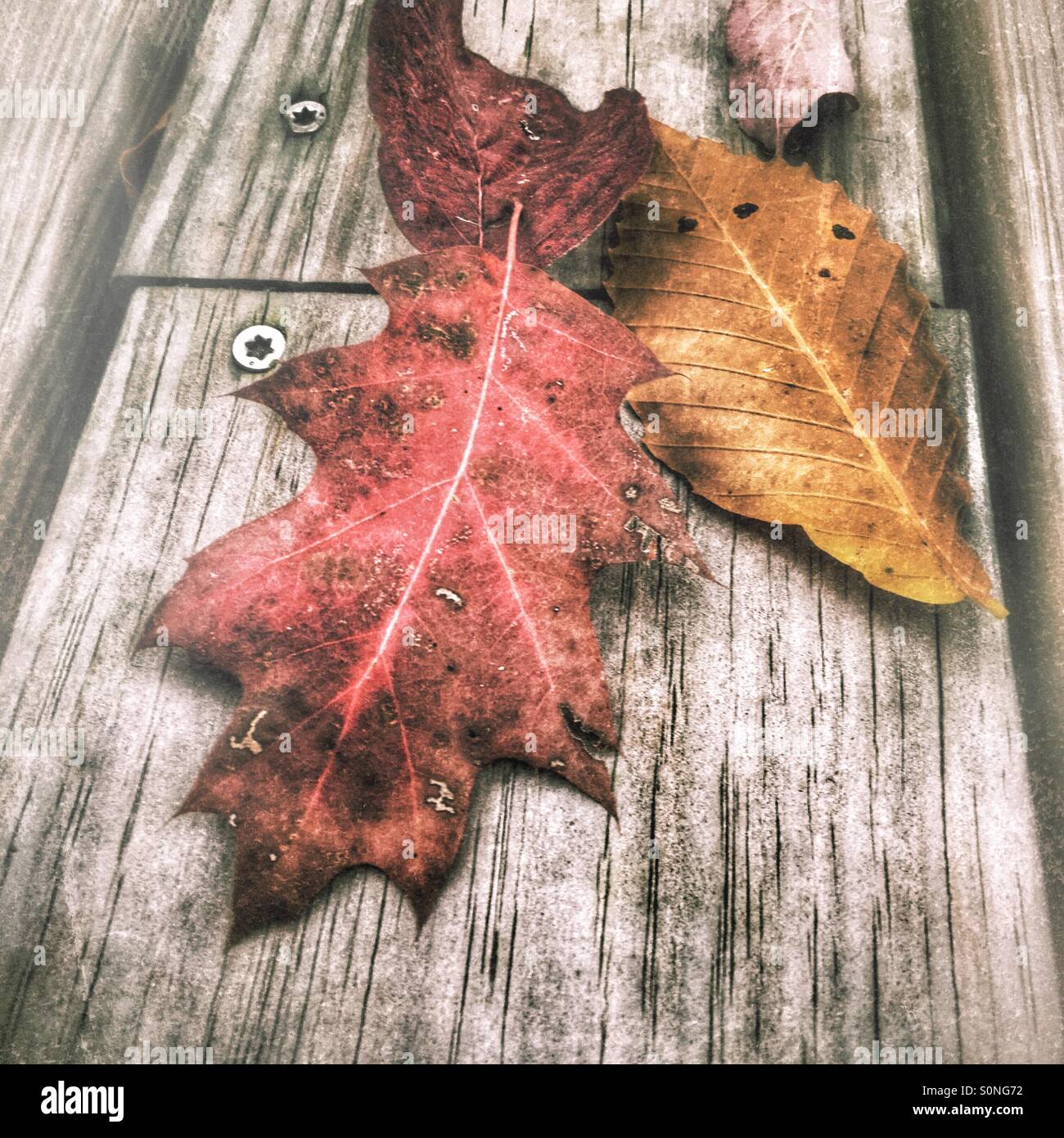 A trio of colorful leaves. - Smartphone Captured Stock Image