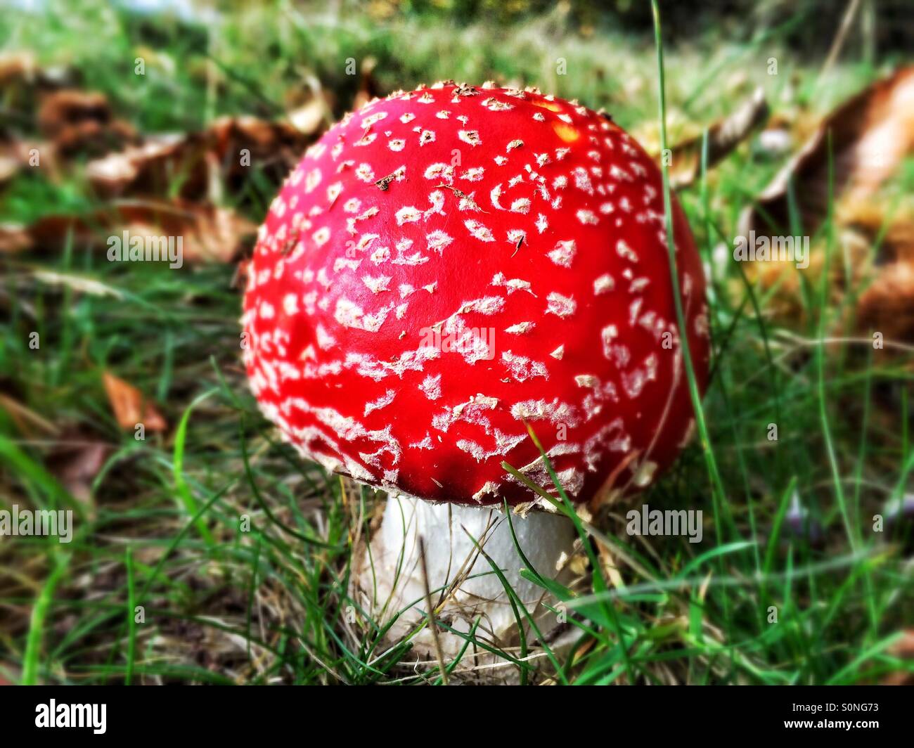 Toadstool, Flyagaric  fungus Stock Photo