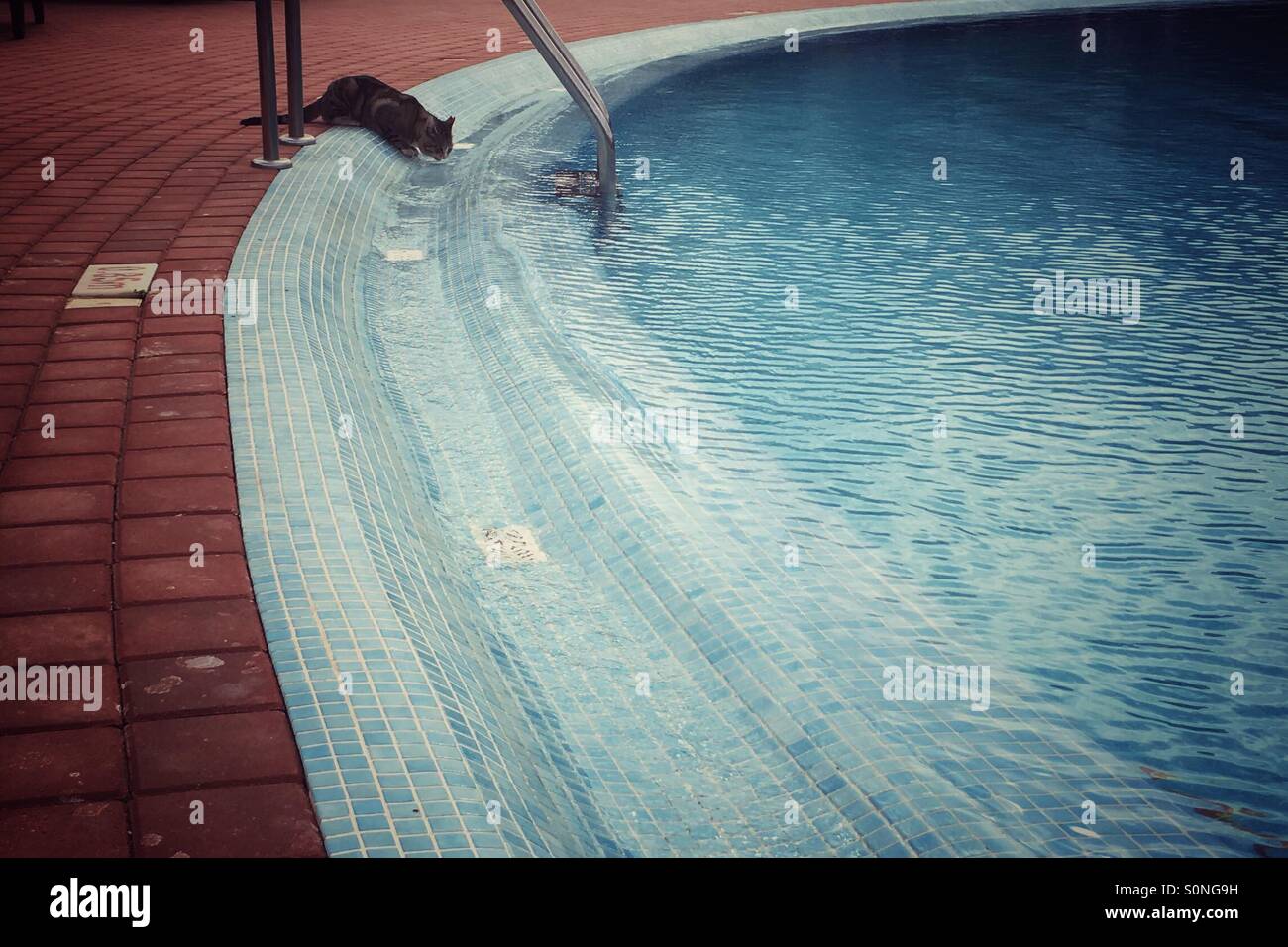 Cat drinking water from a swimming pool Stock Photo Alamy