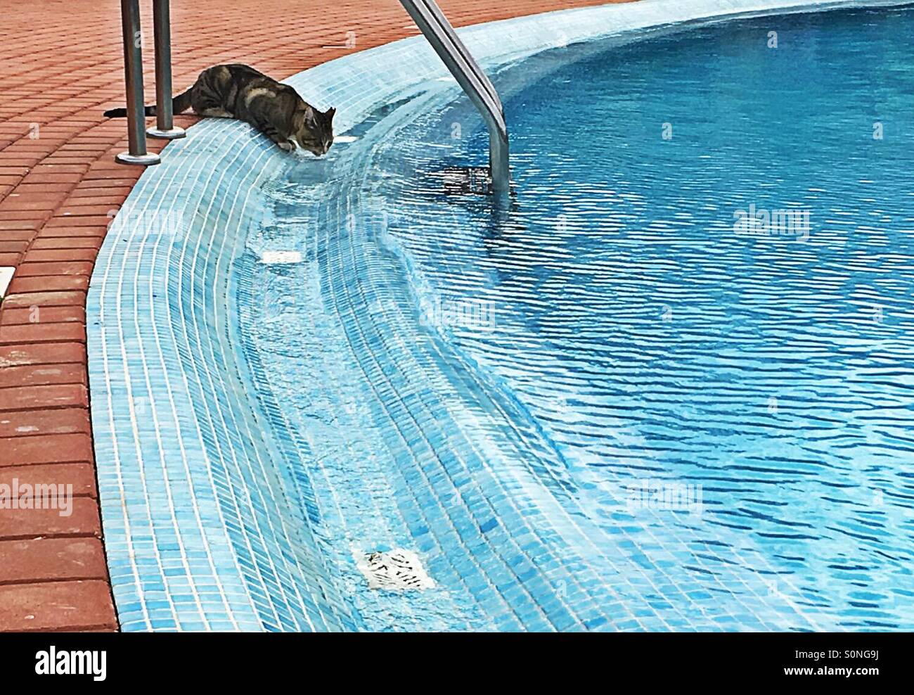 Cat drinking water from a swimming pool Stock Photo Alamy