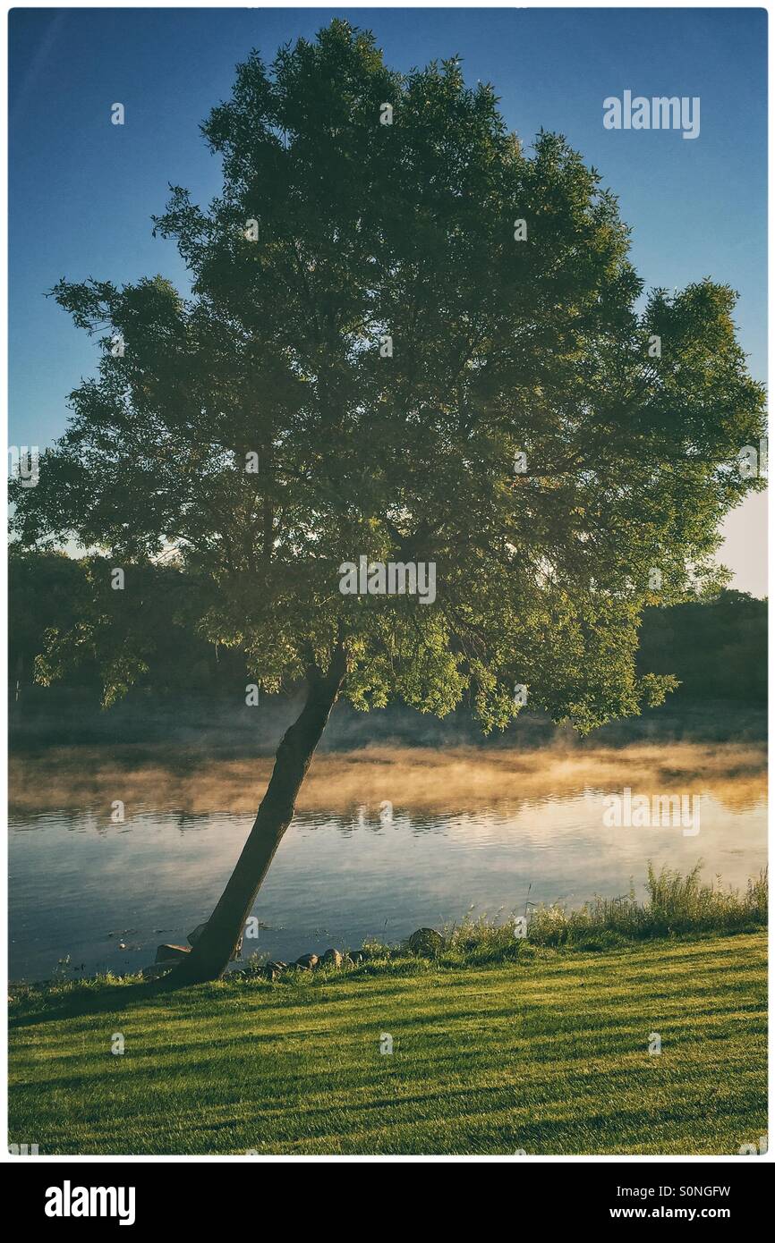 Leaning tree next to the Mississippi River at sunrise with morning dew Stock Photo