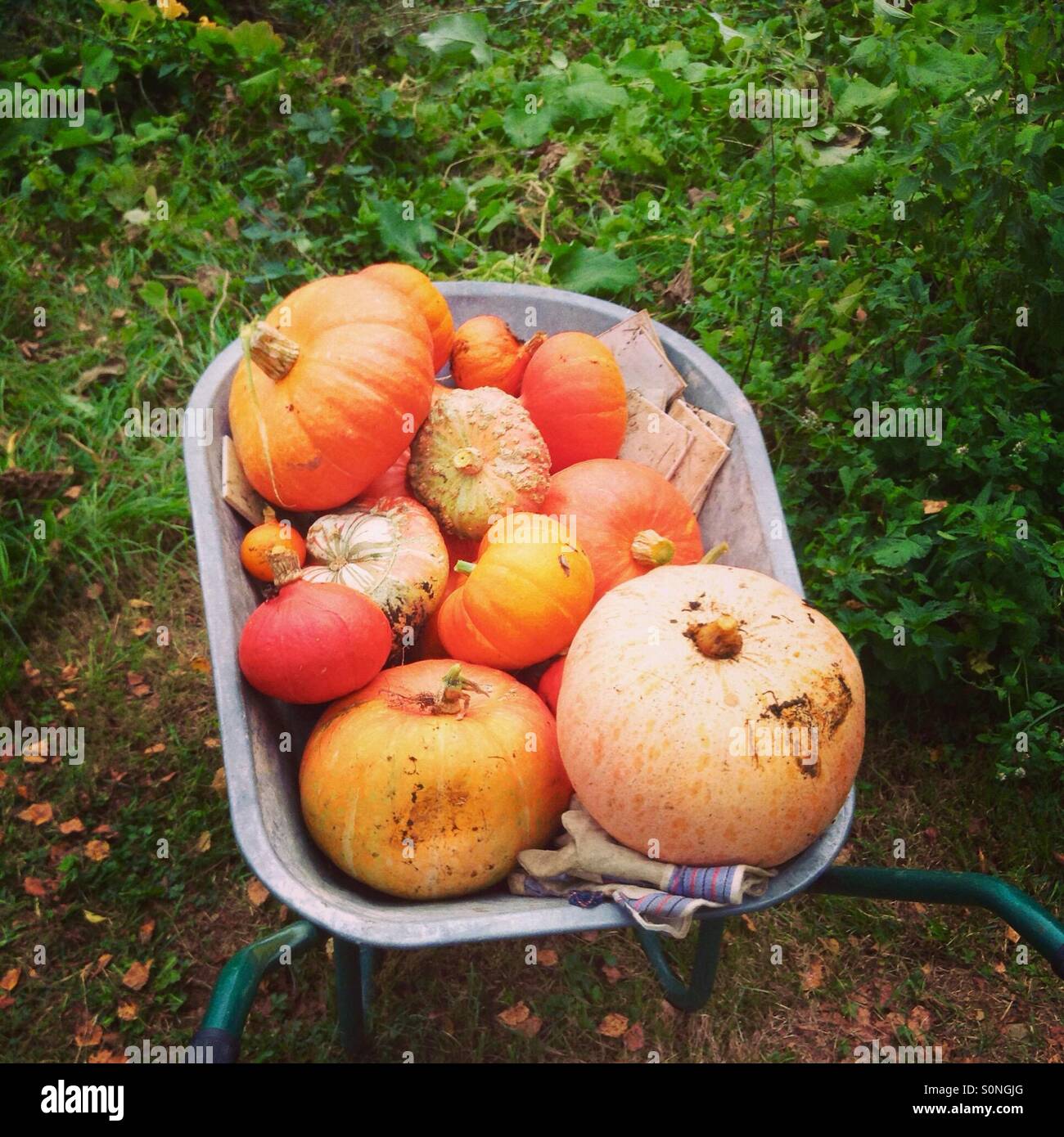 Pumpkin harvest /picking. Stock Photo