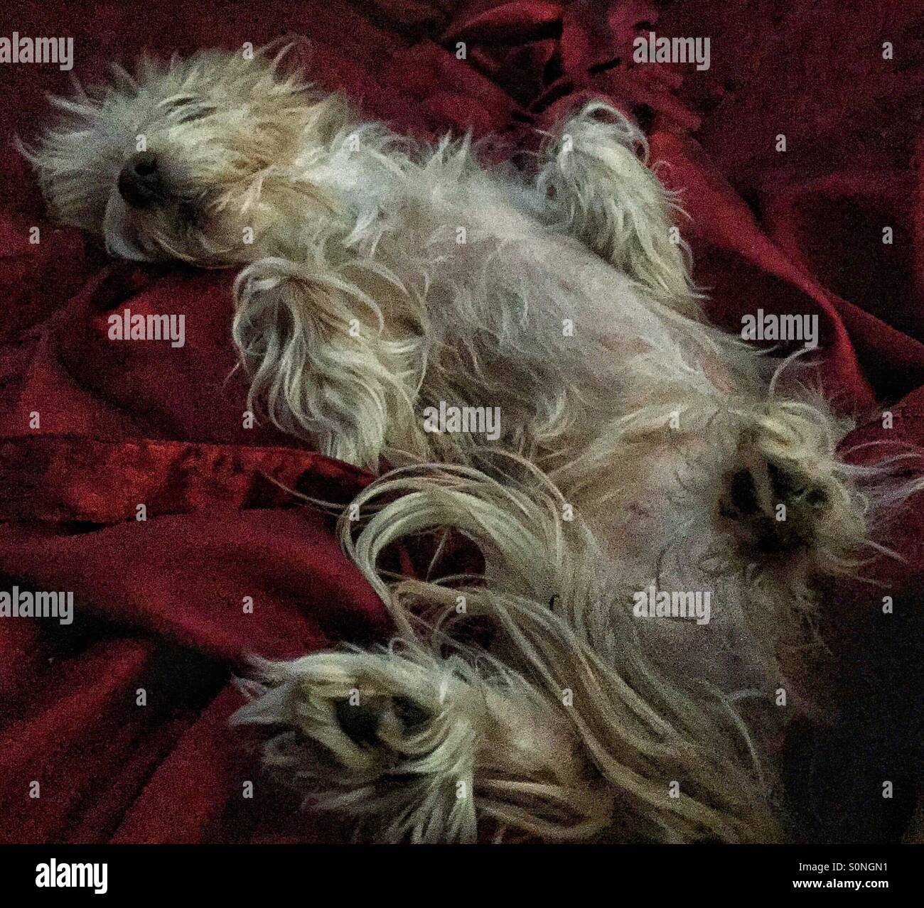 Little fluffy dog kicking back in bed, relaxing, dreaming , just