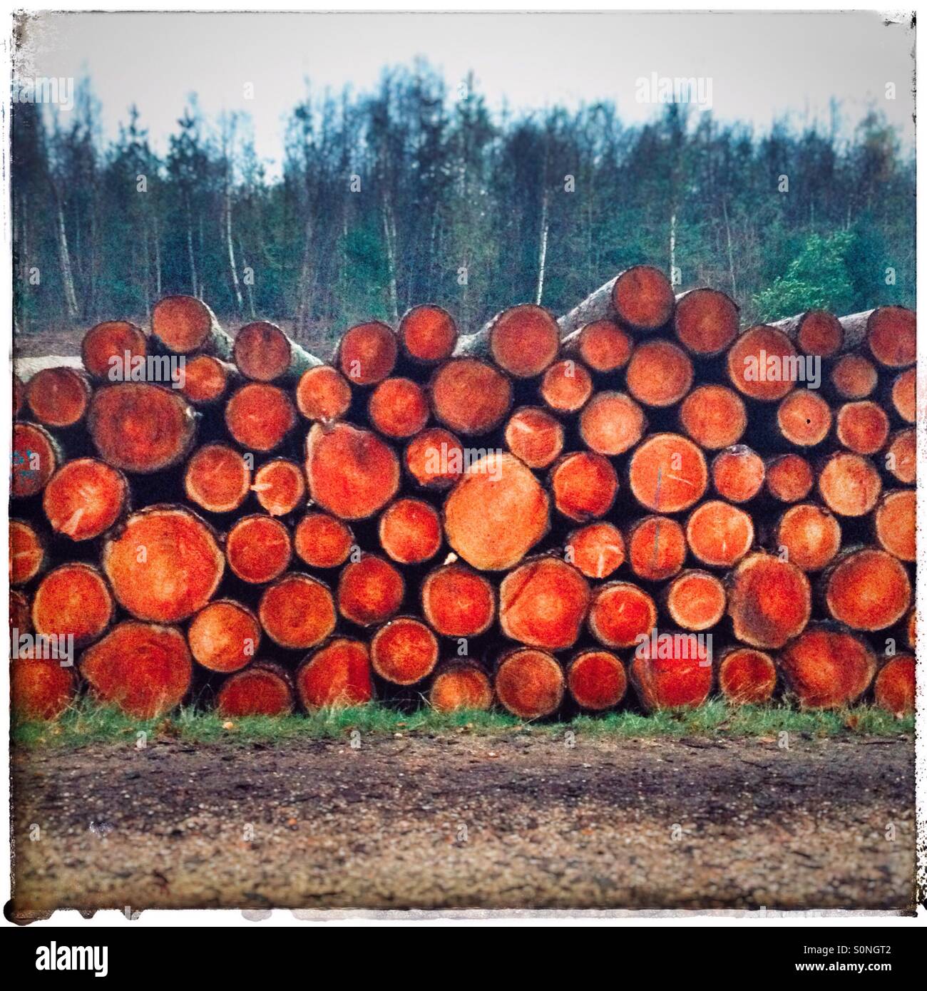 Log stack of freshly harvested pine trees - Smartphone Captured Stock Image