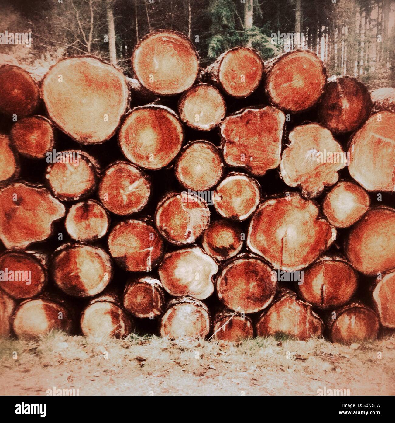 Large stack of harvested pine trees - Smartphone Captured Stock Image