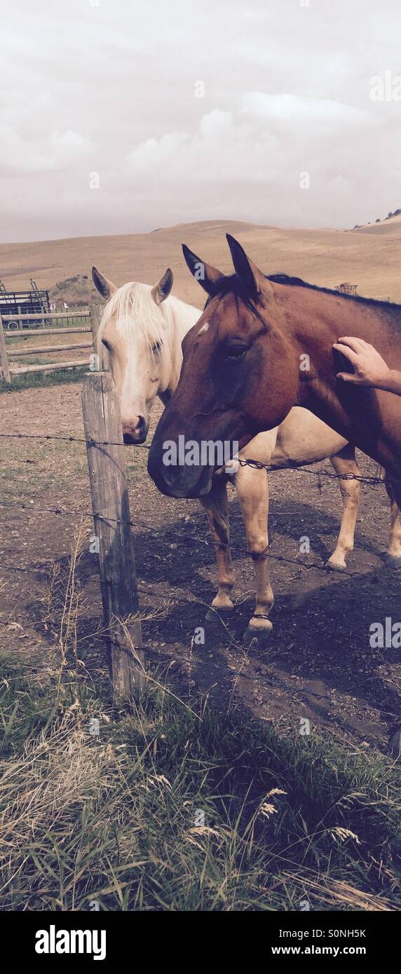 Hand petting horse Stock Photo Alamy