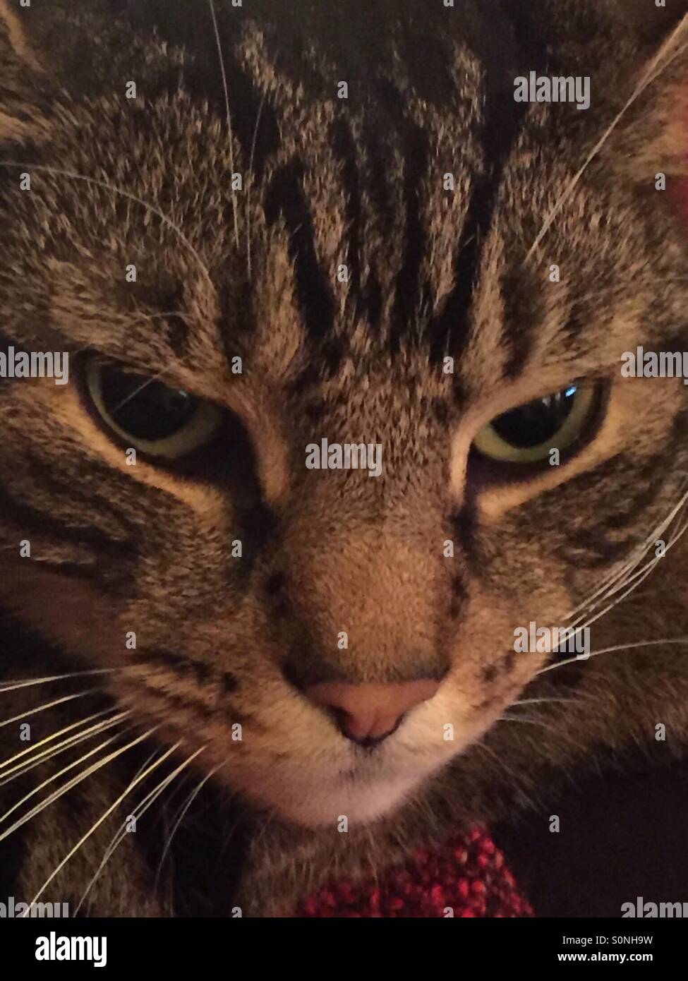 Tabby cat with attractive grey markings  white whiskers and green eyes. - Smartphone Captured Stock Image