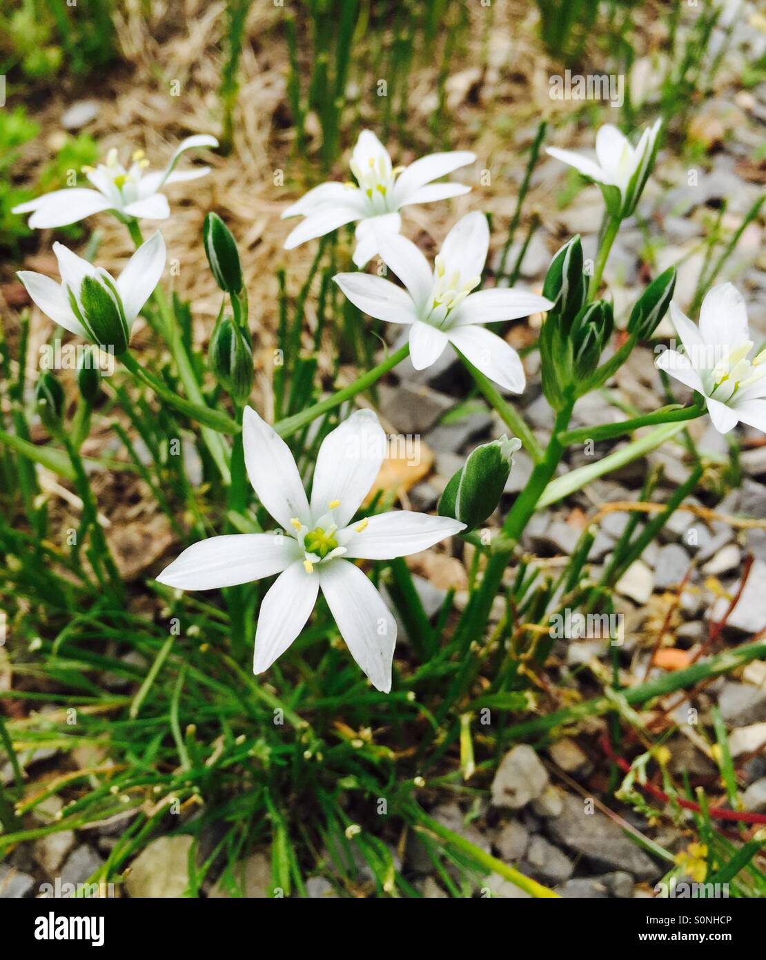 Beautiful white flowers Stock Photo - Alamy