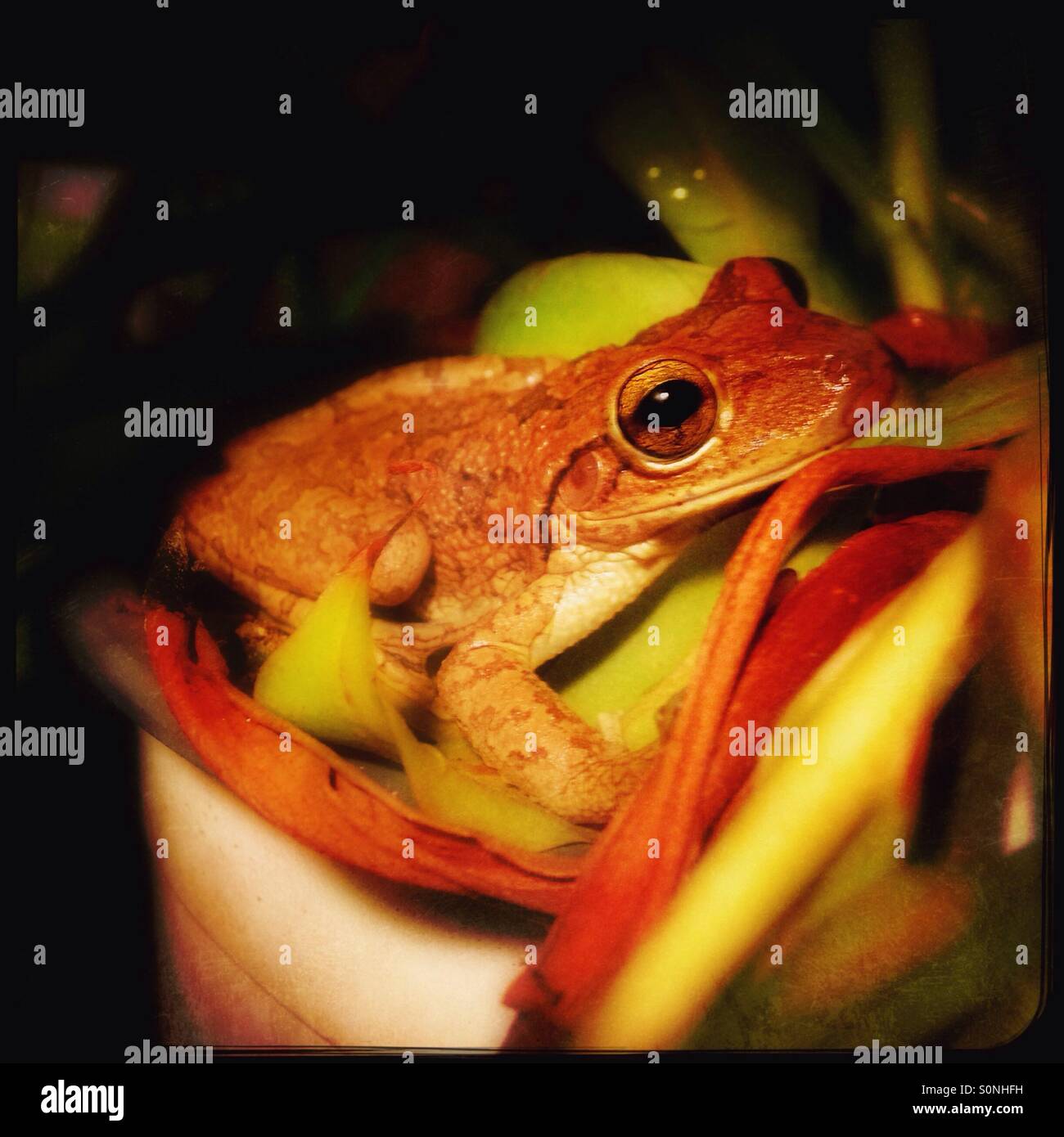 Cuban tree frog - Smartphone Captured Stock Image
