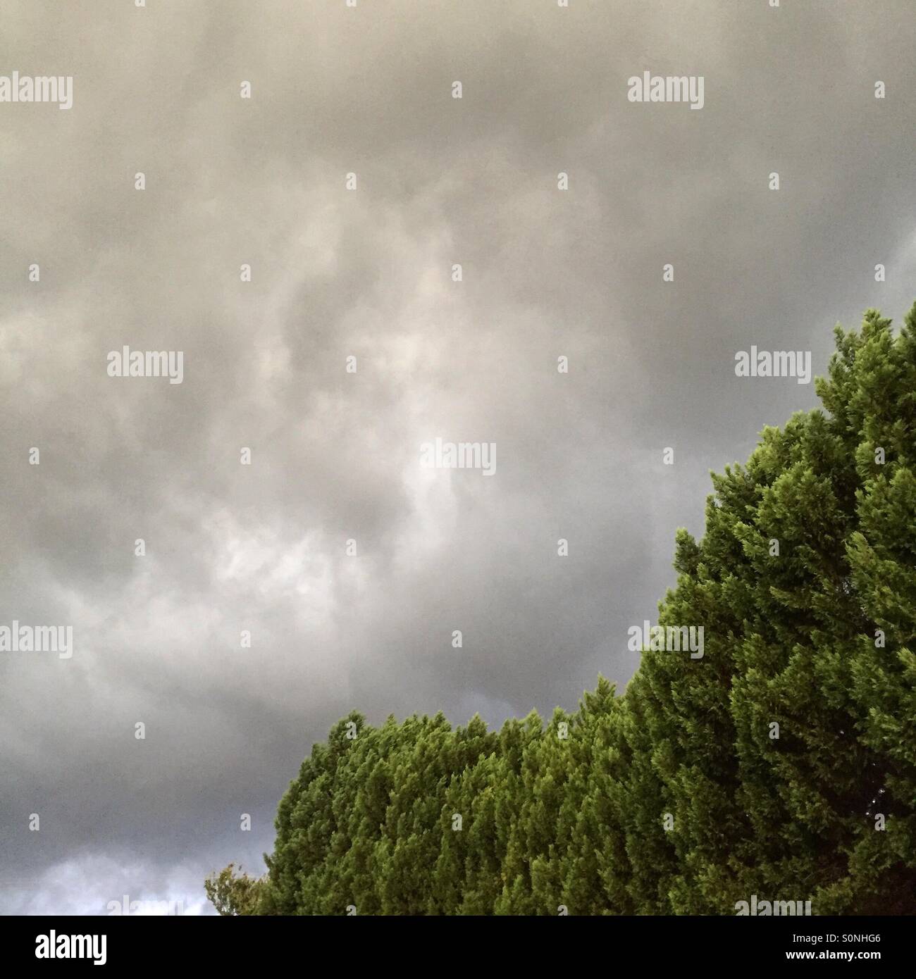 Storm clouds and trees Stock Photo - Alamy