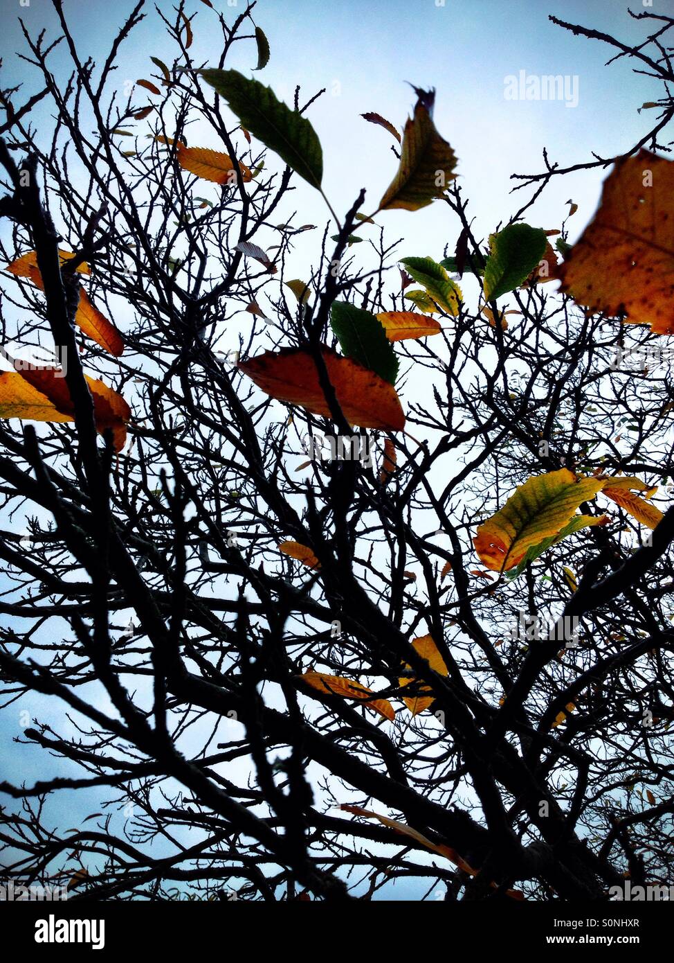 Autumn leaves#2 - Smartphone Captured Stock Image