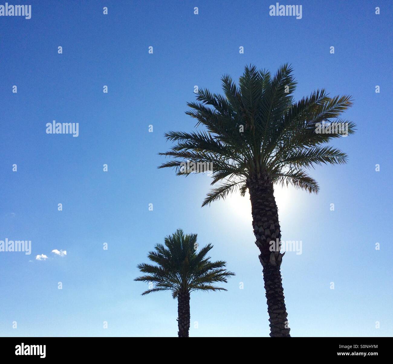 Two palm trees backlit by sunlight, against blue sky with just two little clouds. - Smartphone Captured Stock Image