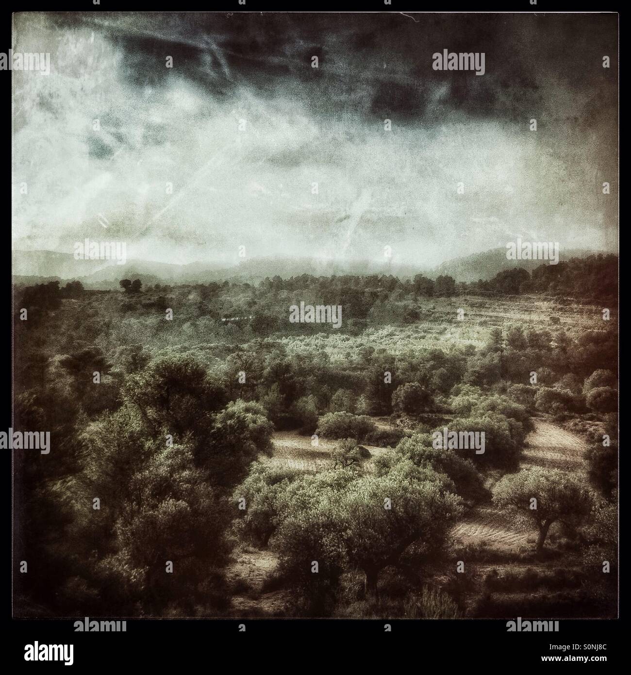 A view over the olive groves as the fog rolls in, Catalonia, Spain. - Smartphone Captured Stock Image