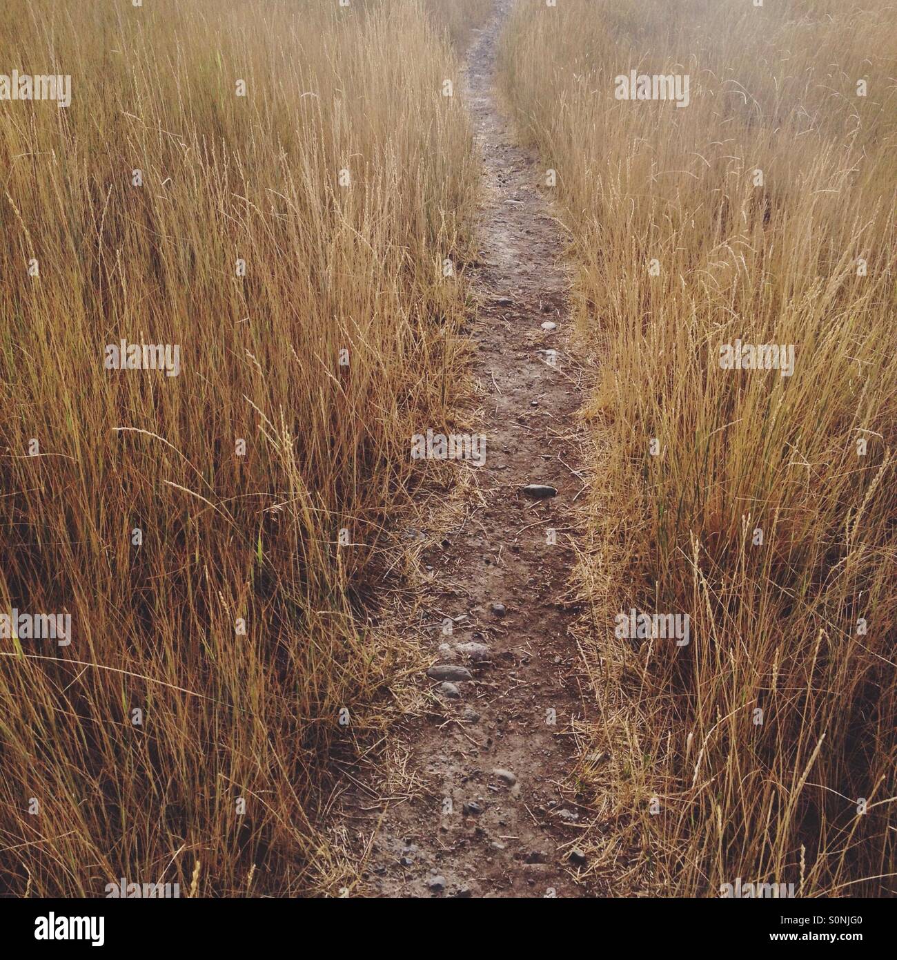 Path through tall dry grass Stock Photo Alamy