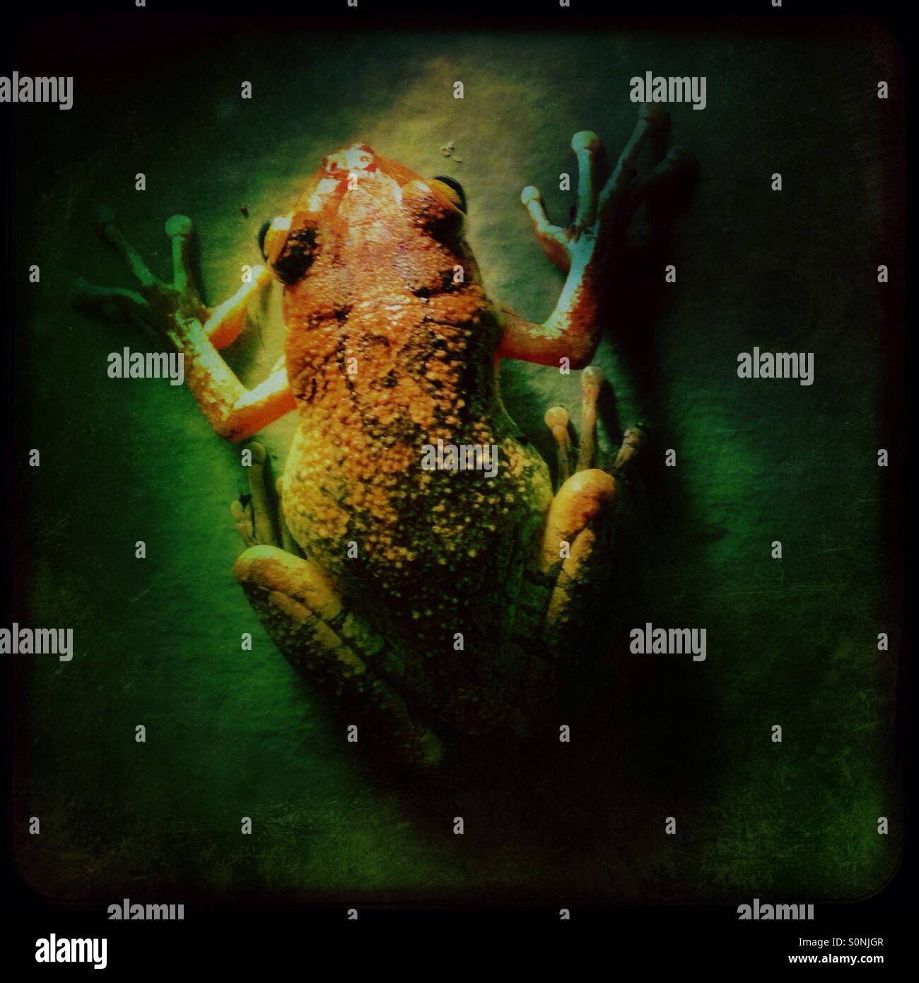 Cuban tree frog - Smartphone Captured Stock Image