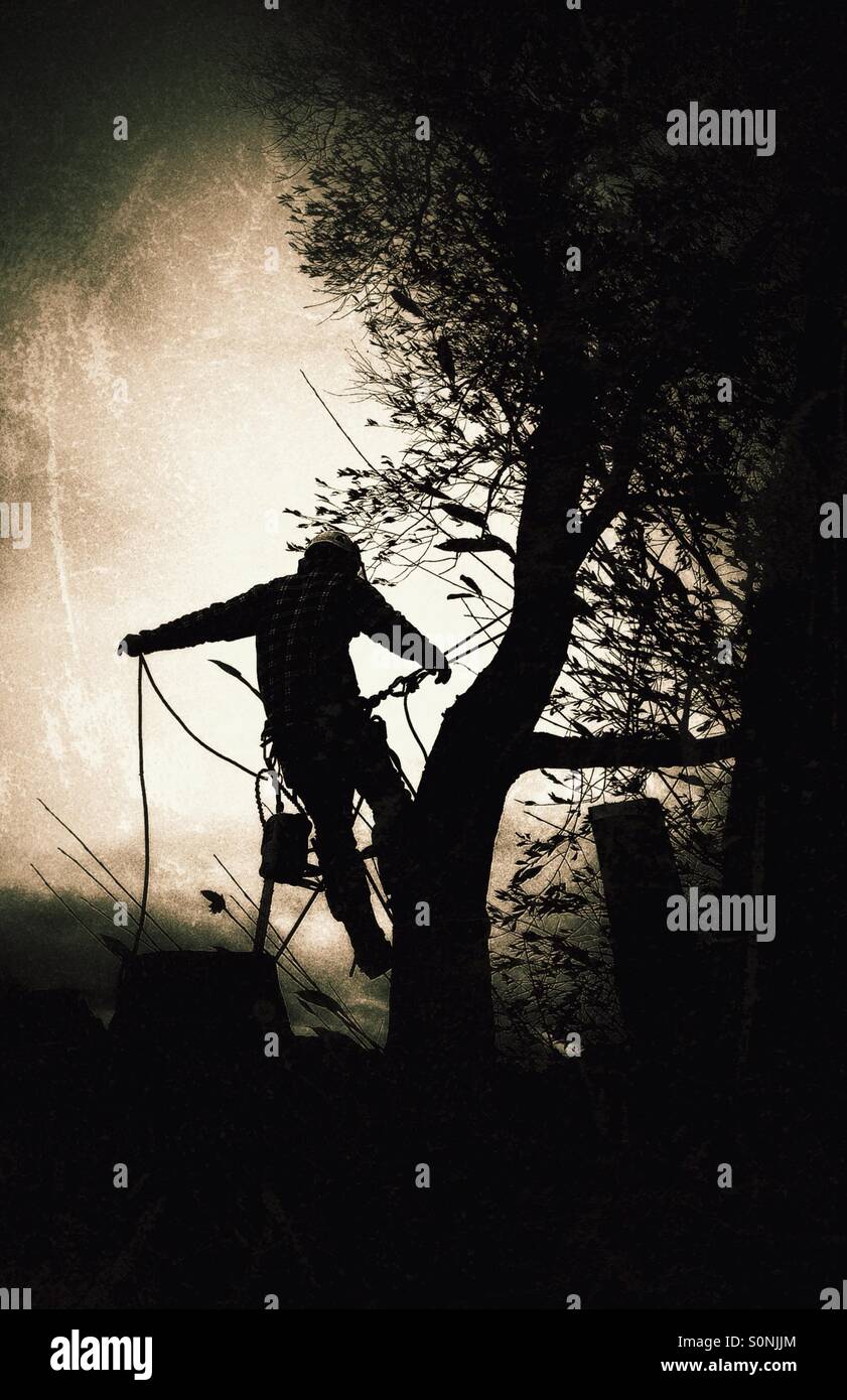 Arborist climbing tree Stock Photo - Alamy