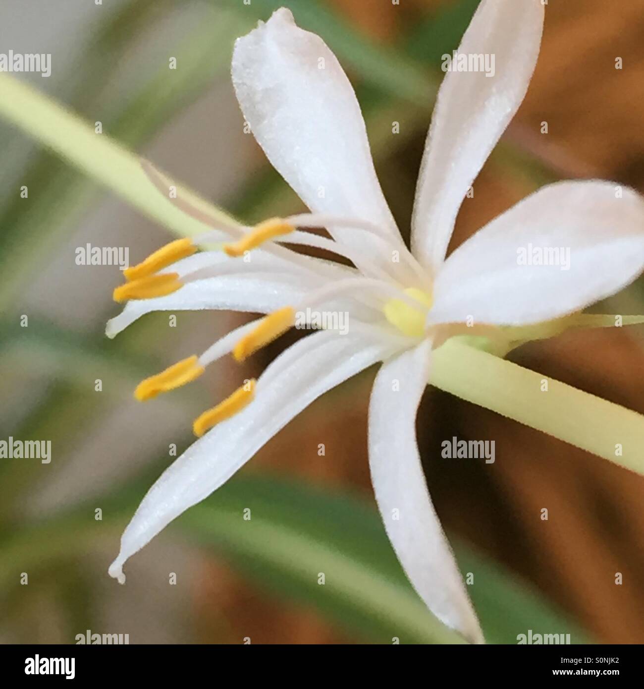 Spider plant flower Stock Photo Alamy