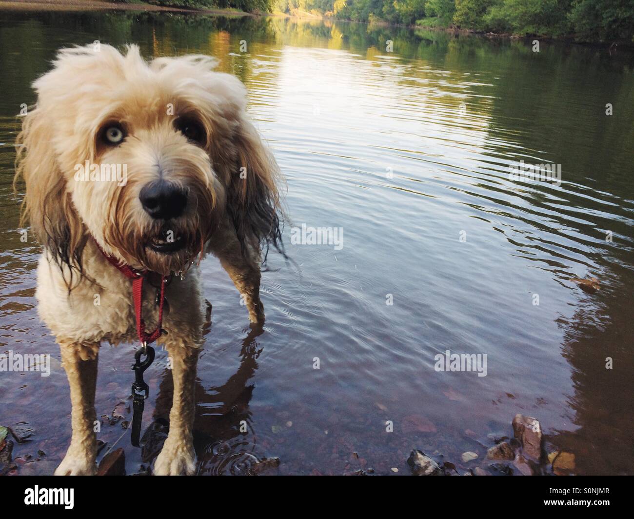 Fluffy mutt standing in river Stock Photo