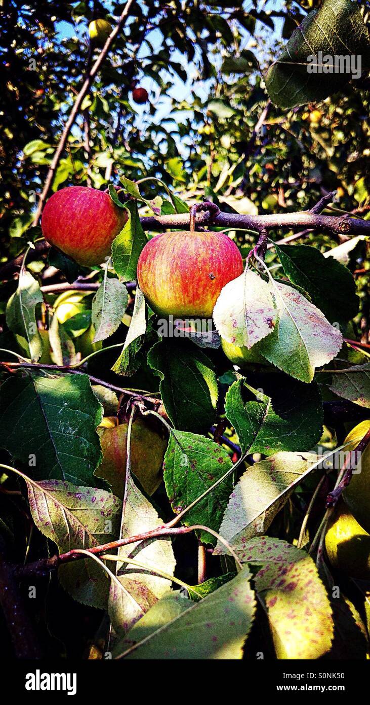 apples on tree Stock Photo