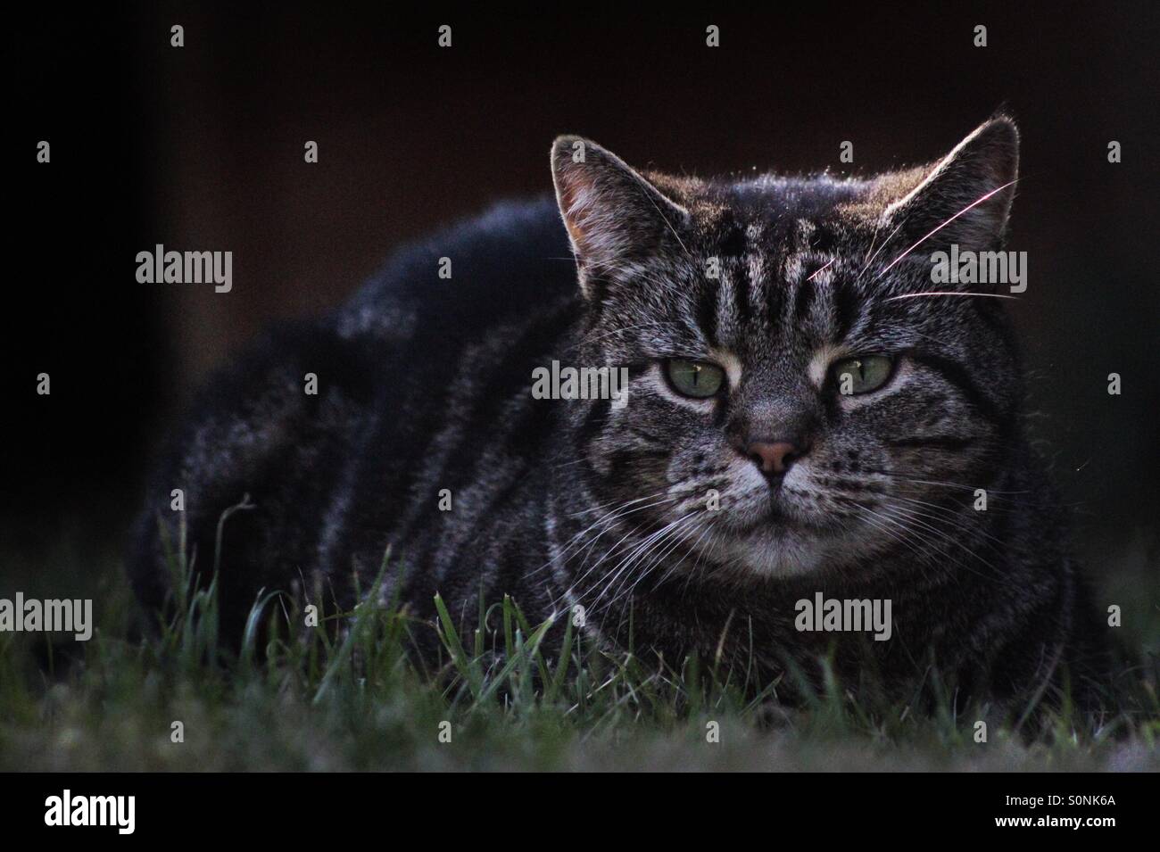 Cat laying on grass Stock Photo
