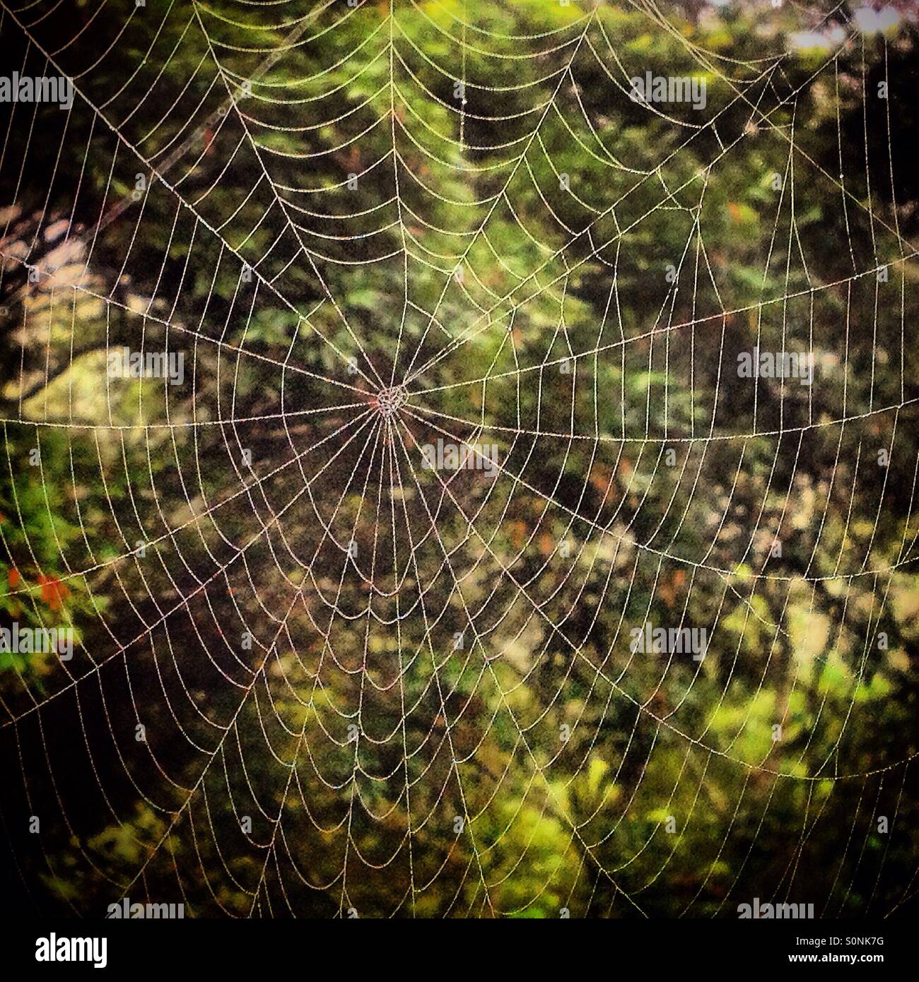 A spider's web in the tropical forest in Cristal Paradise resort in Cristo Rey, San Ignacio, Cayo, Belize - Smartphone Captured Stock Image