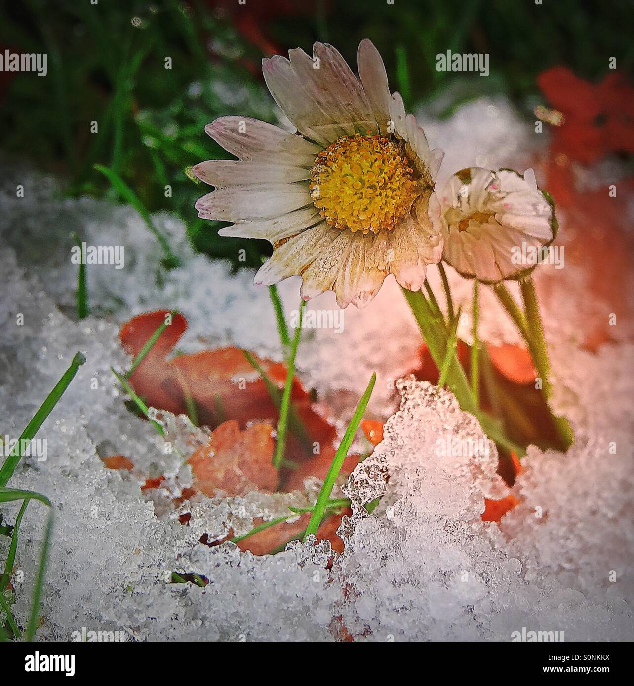 ..two tough daisy.. - Smartphone Captured Stock Image