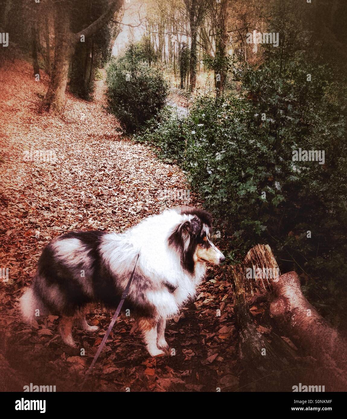 Rough Collie in a wood. Stock Photo