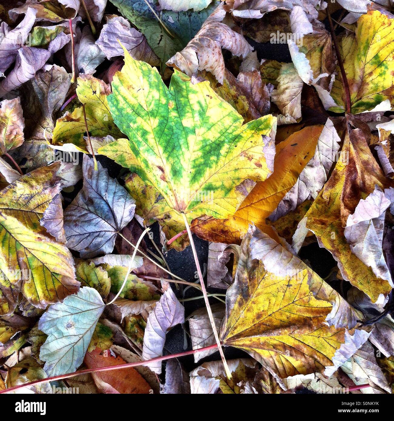Fallen autumn leaves close-up Stock Photo