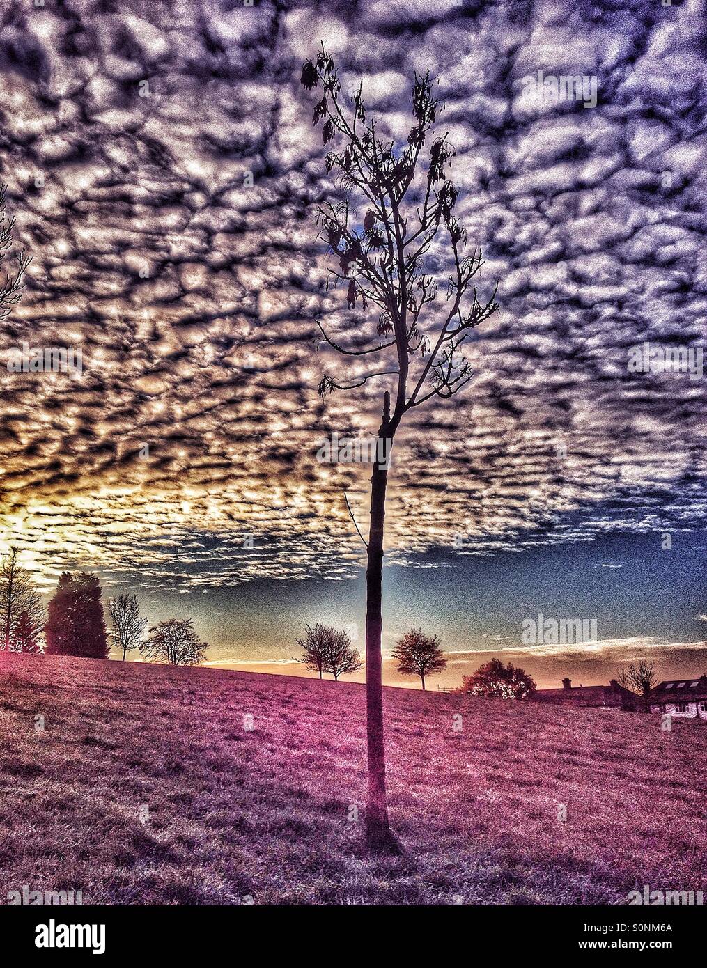 Big tree hill hi-res stock photography and images - Alamy