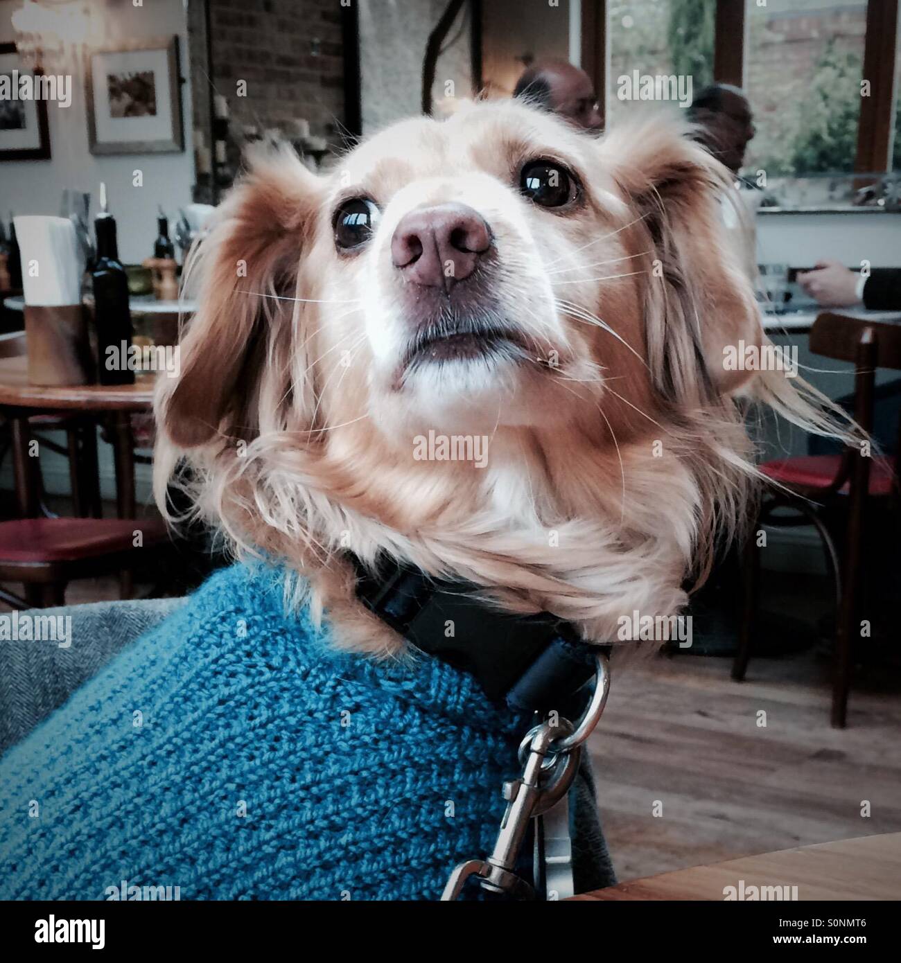 Do Dogs Like Wearing Jumpers