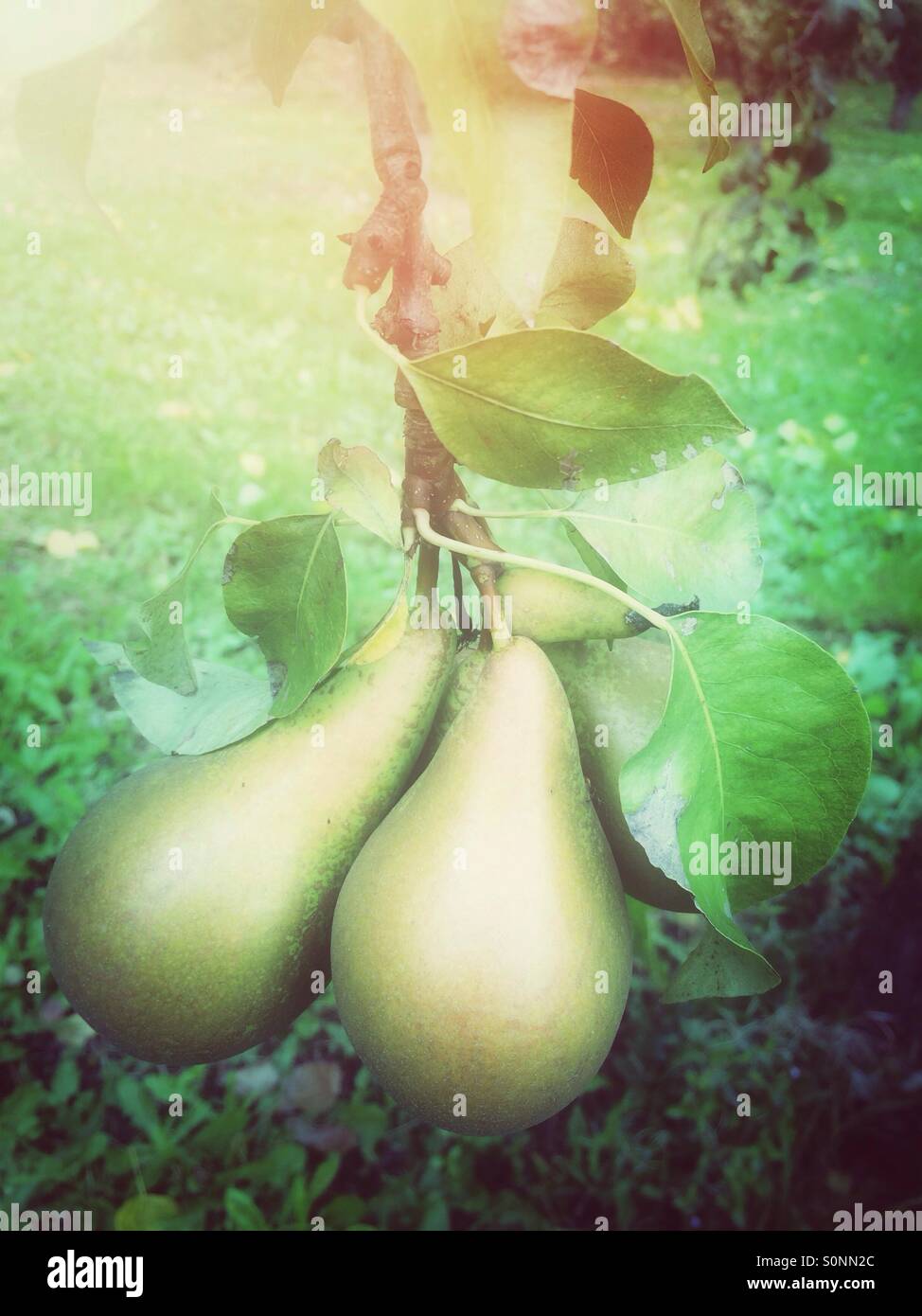 Pair of  green pear fruits Stock Photo