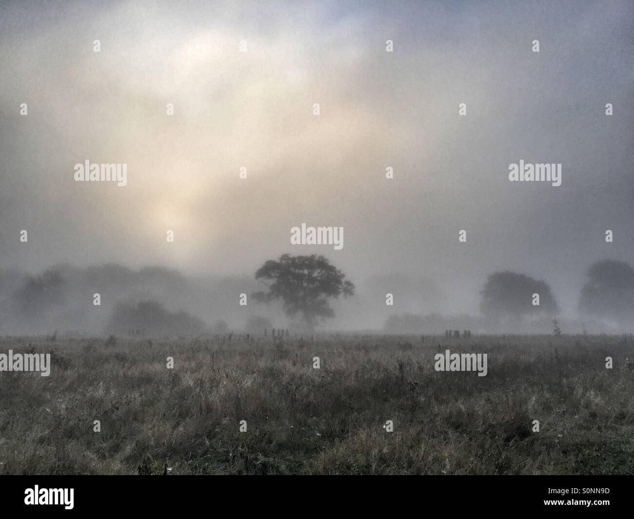 Misty morning - Smartphone Captured Stock Image