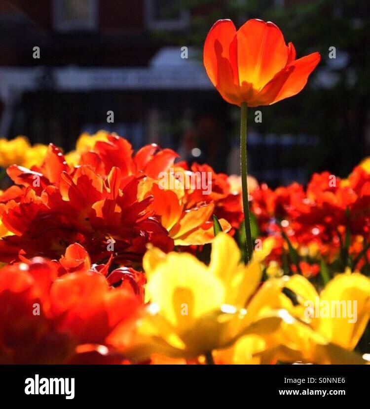 Spring flowers, New York City Stock Photo Alamy