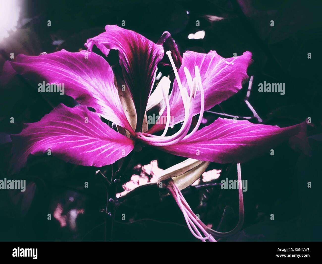 Pink tropical flower hi-res stock photography and images - Alamy
