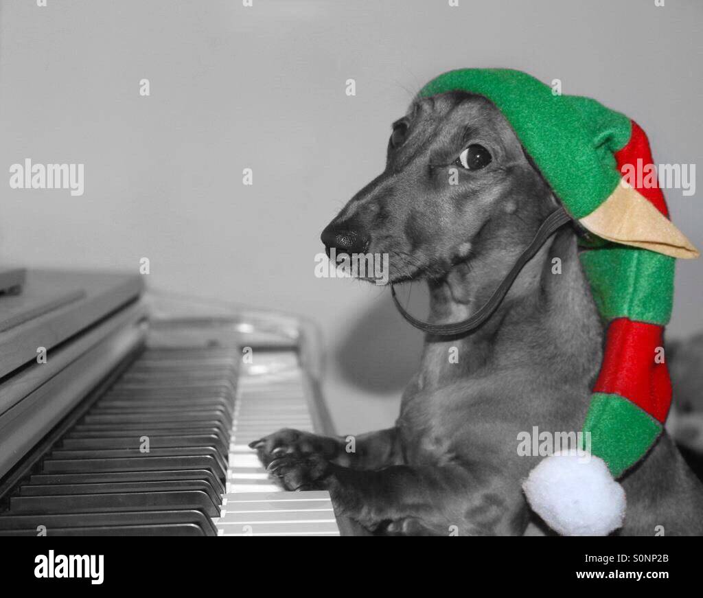 Dachshund wearing Christmas hat, Santa 
