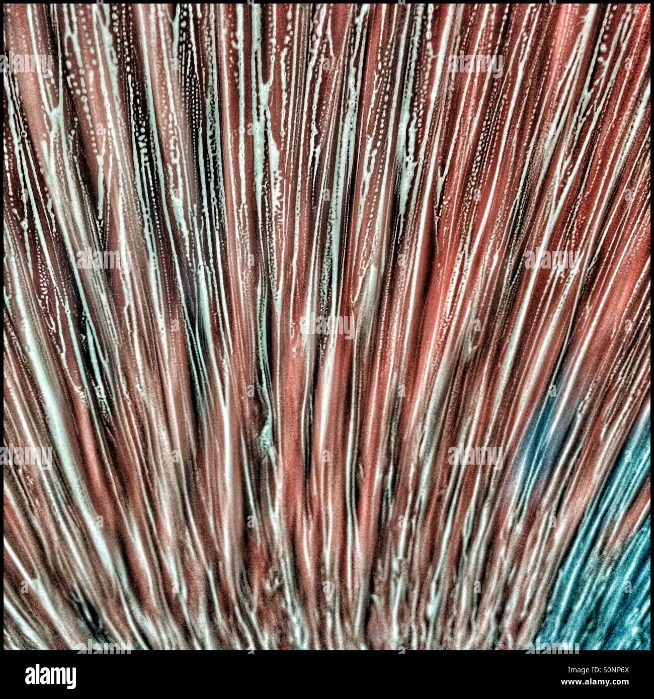 Rollers soaping windshield of car in automatic carwash. - Smartphone Captured Stock Image