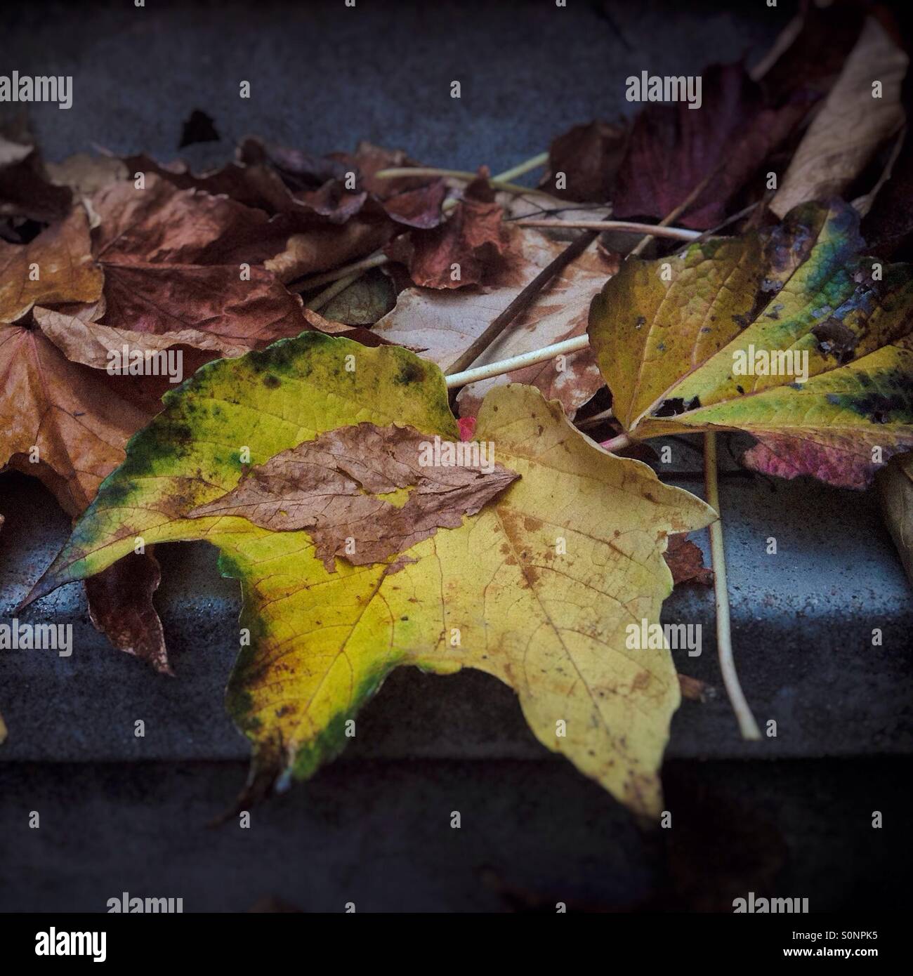 Yellow autumn leaf on stairs - Smartphone Captured Stock Image