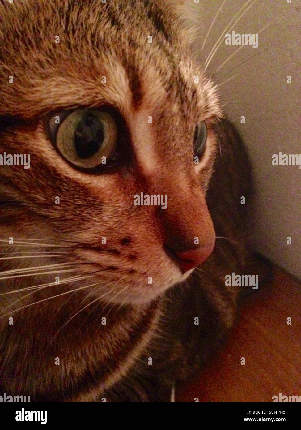 Cats' eyes reflect the soul of ancient and powerful spirits, they're