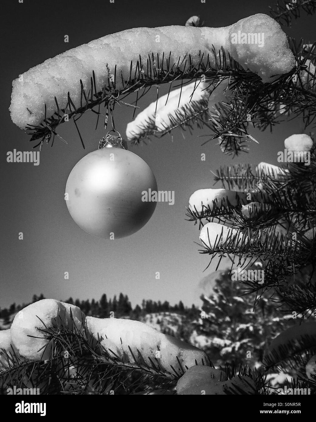 christmas ornament on a tree outdoors on a sunny cold day in black and - Christmas In Black And White christmas ornament on a tree outdoors on a sunny cold day in black and - Christmas In Black And White