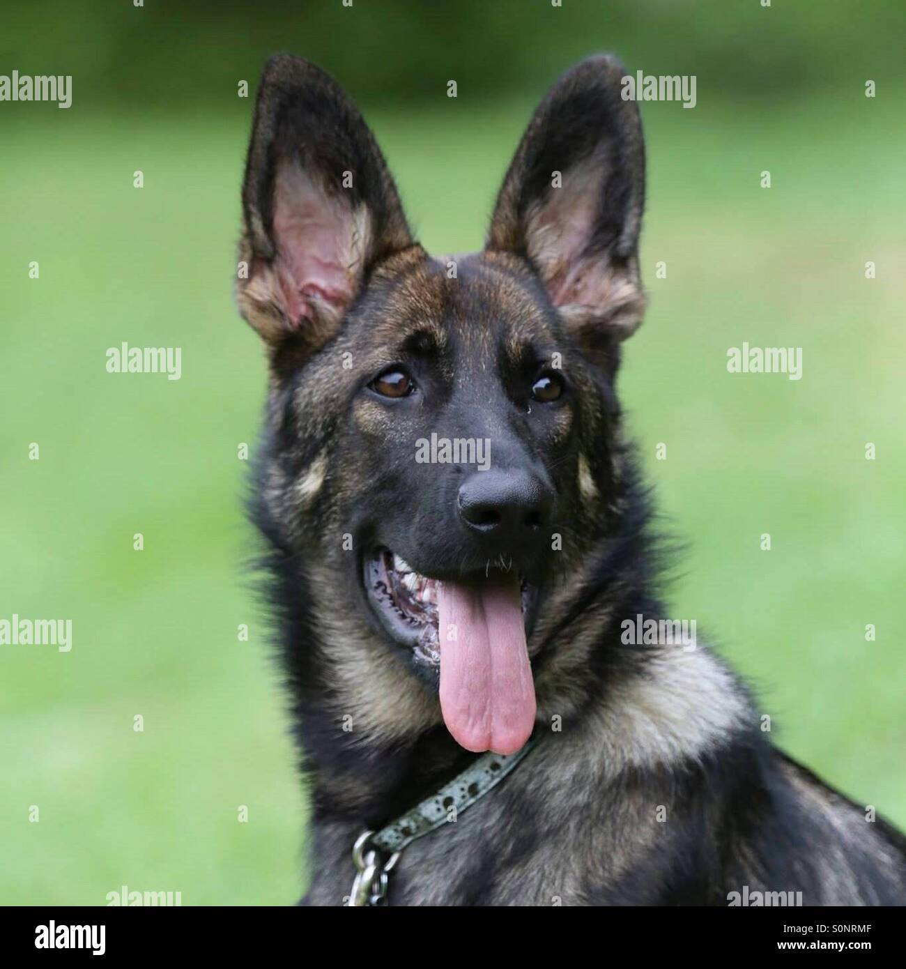 Black Sable German Shepherd Dog Tess, NSW, Australia Stock Photo 310266223 Alamy