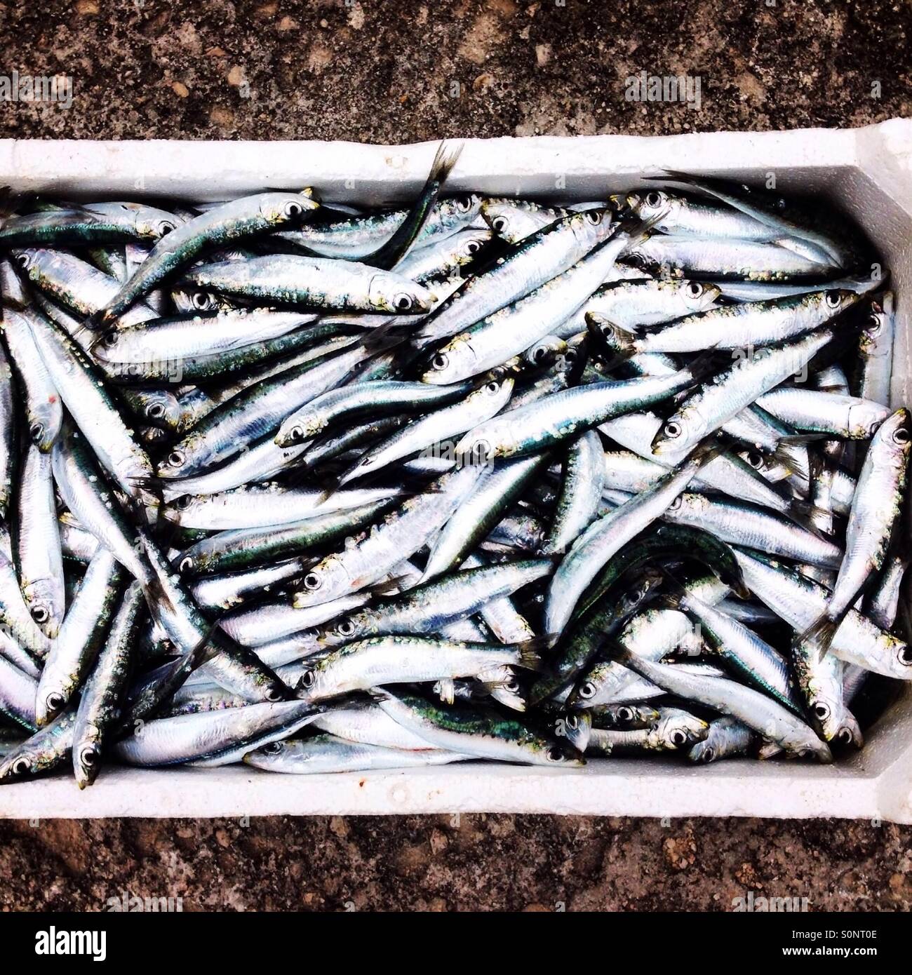 Sardines box hires stock photography and images Alamy
