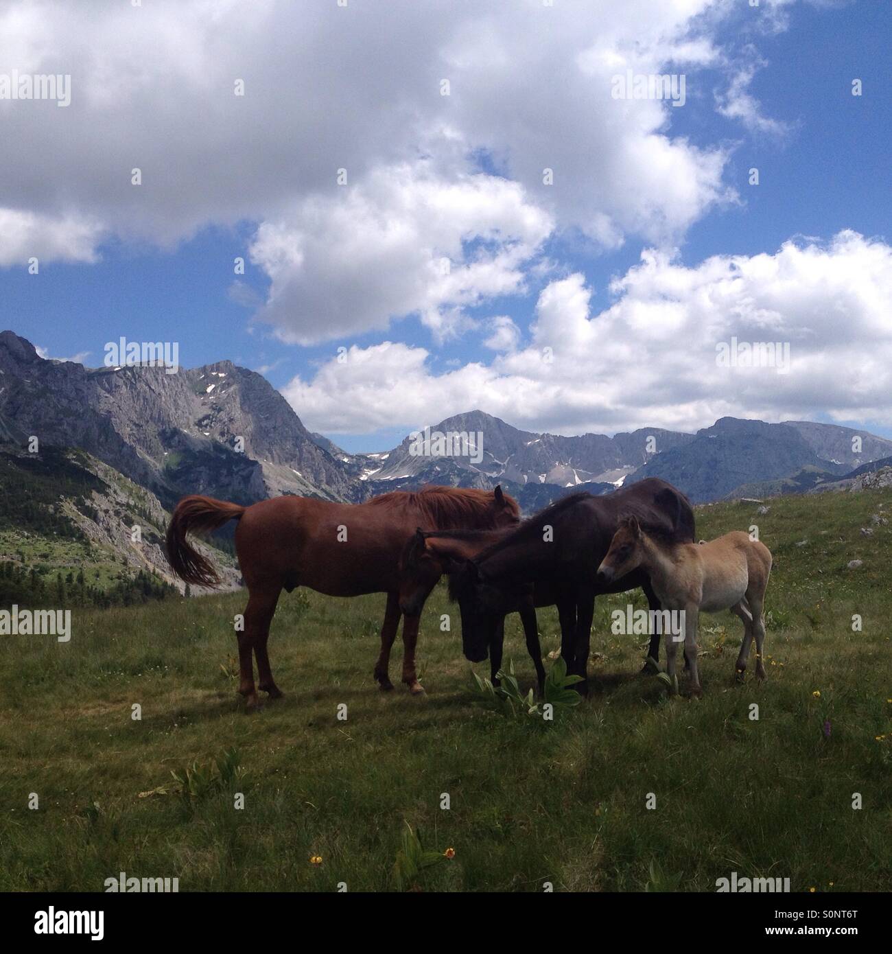 Wild horses on " Dragoš sedlo" under Maglić's peak Stock Photo - Alamy